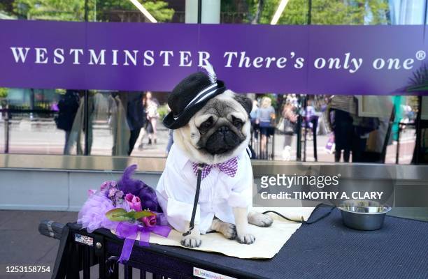 Pug in the benching area during the Annual Westminster Kennel Club Dog Show judging of Hound, Toy, Non-Sporting and Herding breeds and Junior...