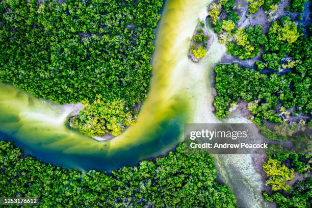 una vista aerea di un ecosistema di mangrovie nella grande regione sabbiosa vicino a tin can bay - australia australasia foto e immagini stock