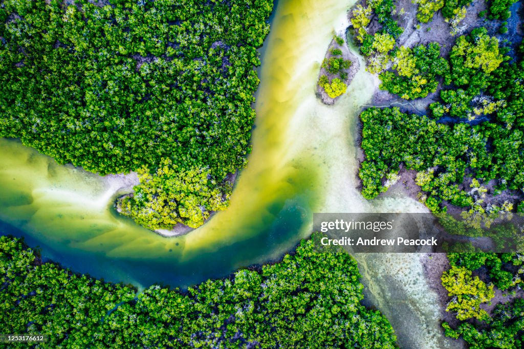 An overhead view of a mangrove ecosystem in the Great Sandy Region near Tin Can Bay
