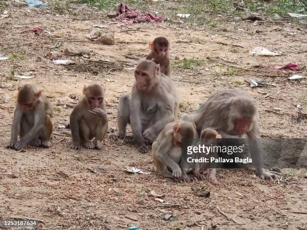 a troop of rhesus monkeys - rhesus macaque stock pictures, royalty-free photos & images