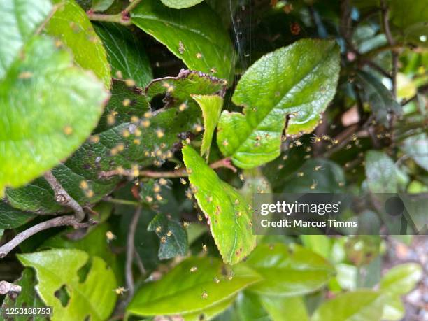 spiderlings - spiderlings stock pictures, royalty-free photos & images