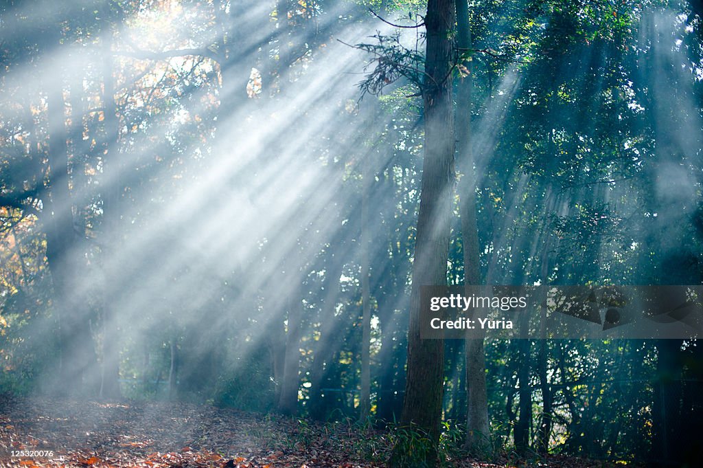 Sunlight through trees