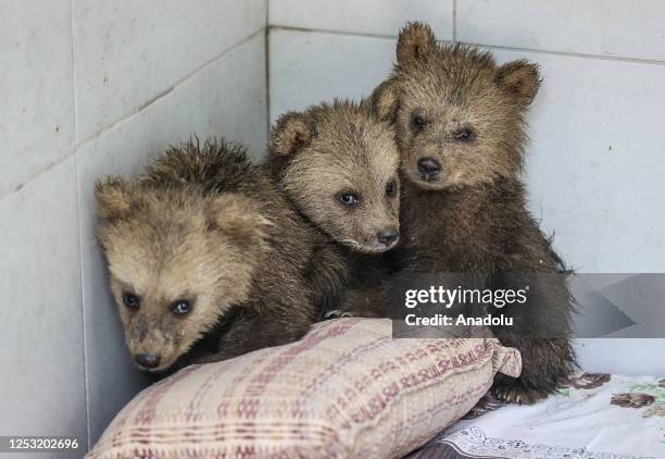 Three bear cubs named 'Hursit, Ziver and Sekerpare' are seen at the Ovakorusu Celal Acar Wildlife Rescue and Rehabilitation Center, in Karacabey...