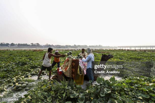 Farmers load harvested pumpkins over a camel on the outskirts of Prayagraj, in the northern state of Uttar Pradesh, India on March 17, 2023. During...