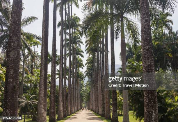 uma avenida de palmeiras no jardim botânico do rio de janeiro - jardim botânico - fotografias e filmes do acervo