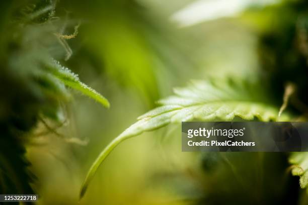 fondo abstracto de hojas de abanico de cannabis - cannabis leaf fotografías e imágenes de stock