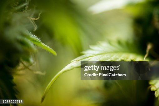 Abstract cannabis fan leaf background Abstract cannabis fan leaf background