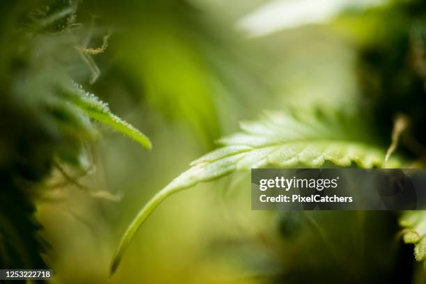 abstract cannabis fan leaf background - hemp stock pictures, royalty-free photos & images