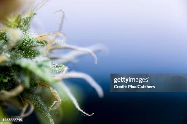 tricomas de cerca extremo en hoja de cannabis con fondo azul degradado - tricoma vegetal fotografías e imágenes de stock
