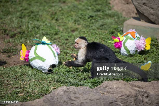 Panamanian White-faced Capuchin eats food during a sunny day at the La Aurora Zoo in Guatemala City, Guatemala on May 08, 2023. La Aurora Zoo holds...