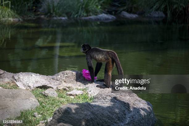 Monkey eat food during a sunny day at the La Aurora Zoo in Guatemala City, Guatemala on May 08, 2023. La Aurora Zoo holds an event for hosting wild...