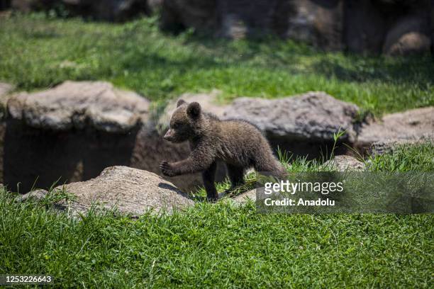 Month-old bear cub plays during a sunny day at the La Aurora Zoo in Guatemala City, Guatemala on May 08, 2023. La Aurora Zoo holds an event for...