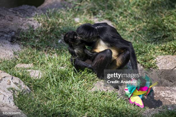 Monkeys are eat food during a sunny day at the La Aurora Zoo in Guatemala City, Guatemala on May 08, 2023. La Aurora Zoo holds an event for hosting...