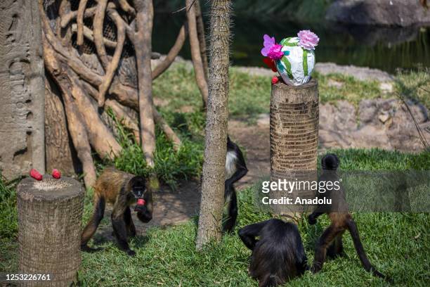 Monkeys eat food during a sunny day at the La Aurora Zoo in Guatemala City, Guatemala on May 08, 2023. La Aurora Zoo holds an event for hosting wild...