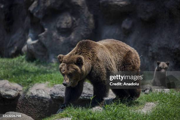 Month-old bear cub and a bear play during a sunny day at the La Aurora Zoo in Guatemala City, Guatemala on May 08, 2023. La Aurora Zoo holds an event...