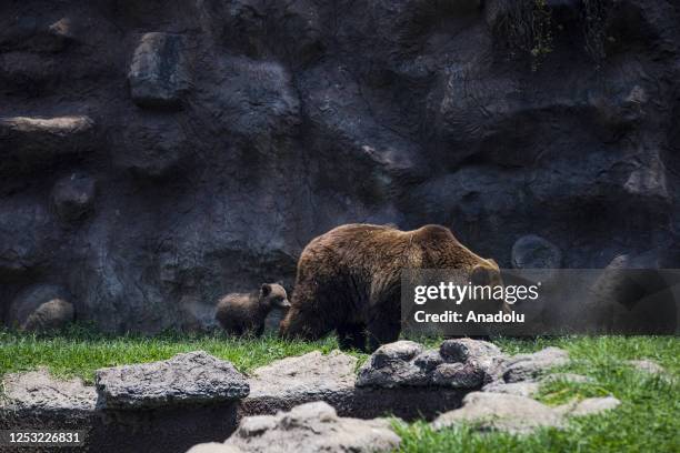 Month-old bear cub and a bear play during a sunny day at the La Aurora Zoo in Guatemala City, Guatemala on May 08, 2023. La Aurora Zoo holds an event...