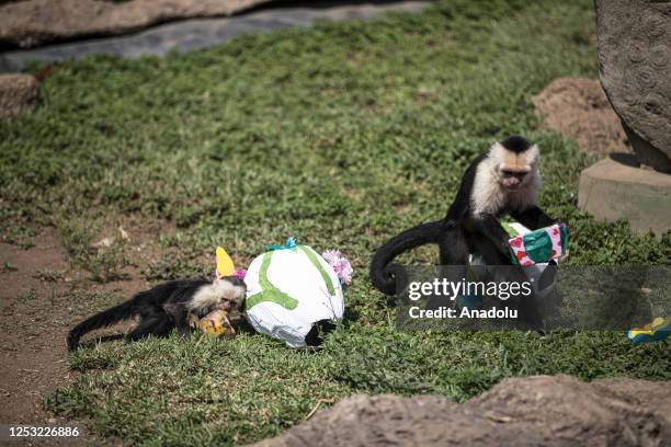 Panamanian White-faced Capuchin eat food during a sunny day at the La Aurora Zoo in Guatemala City, Guatemala on May 08, 2023. La Aurora Zoo holds an...