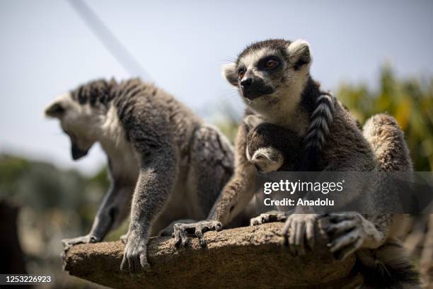 Lemurs are seen during a sunny day at the La Aurora Zoo in Guatemala City, Guatemala on May 08, 2023. La Aurora Zoo holds an event for hosting wild...