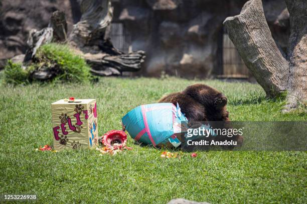 Month-old bear cub and a mother try to eat food during a sunny day at the La Aurora Zoo in Guatemala City, Guatemala on May 08, 2023. La Aurora Zoo...
