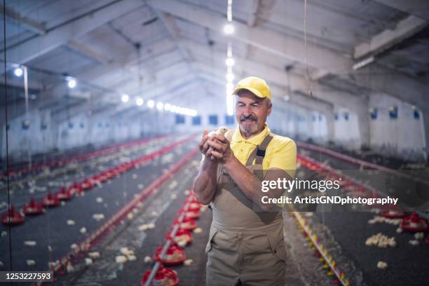 adult man holding baby chicken in chicken farm. - poultry stock pictures, royalty-free photos & images