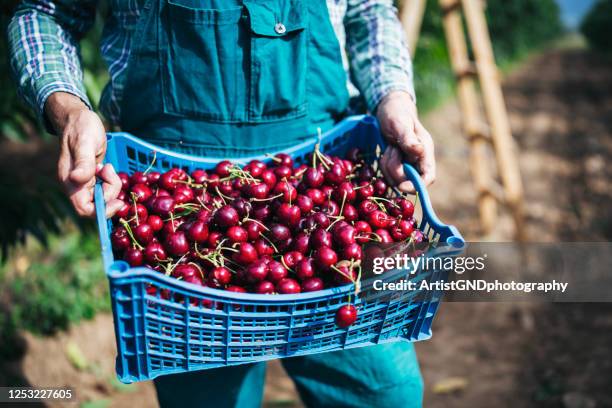 picking cherries. - cherry tree stock pictures, royalty-free photos & images