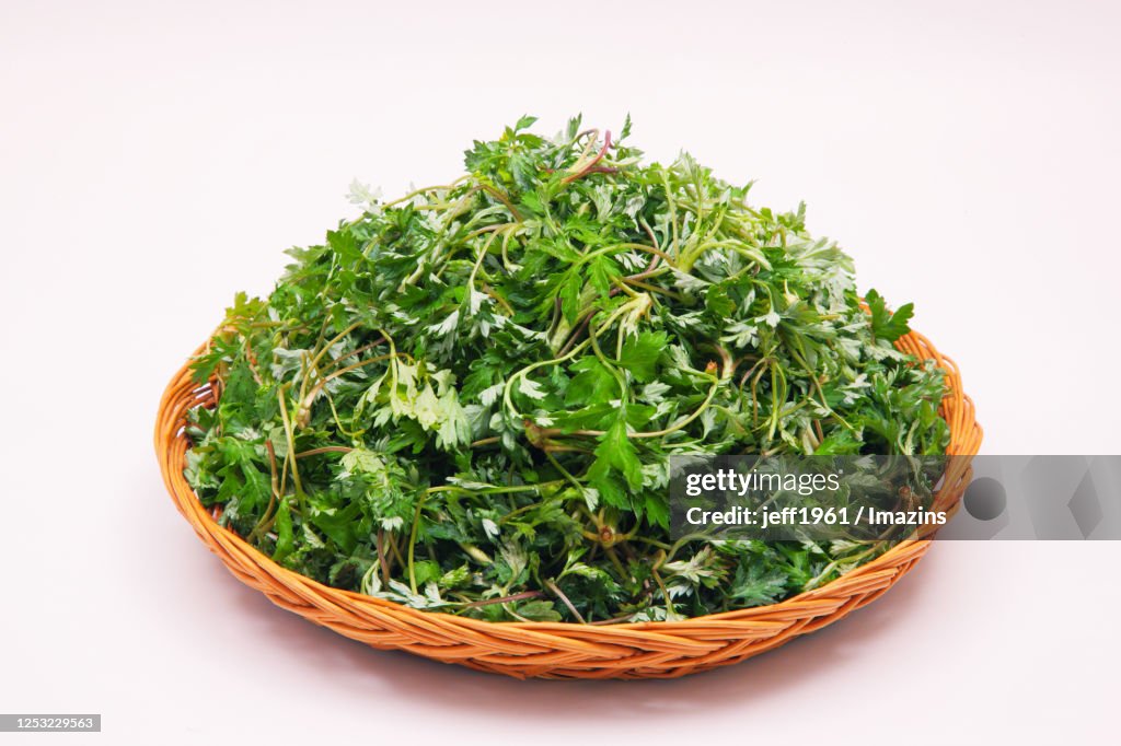 Mugwort