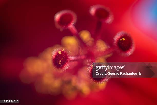 macro photo of pollen grains on flower stamen - inzoomen stockfoto's en -beelden