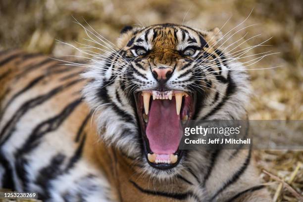 Dharma the Sumatran tiger yawns as members of the public return to Edinburgh Zoo as it opens for the first time following the easing of Scottish...