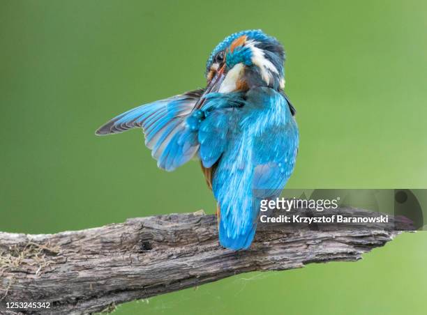 kingfisher - preen stock pictures, royalty-free photos & images