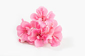 Pink geranium flower isolated