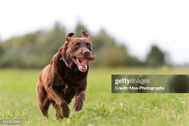 brown labrador - chocolate labrador retriever stock pictures, royalty-free photos & images