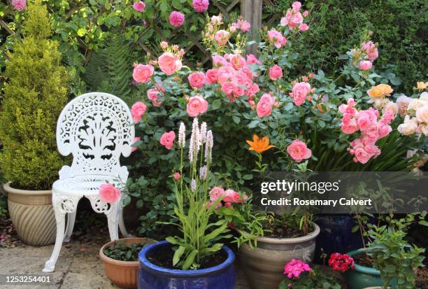 pot plants & roses on patio in english domestic garden. - roses in garden stock pictures, royalty-free photos & images