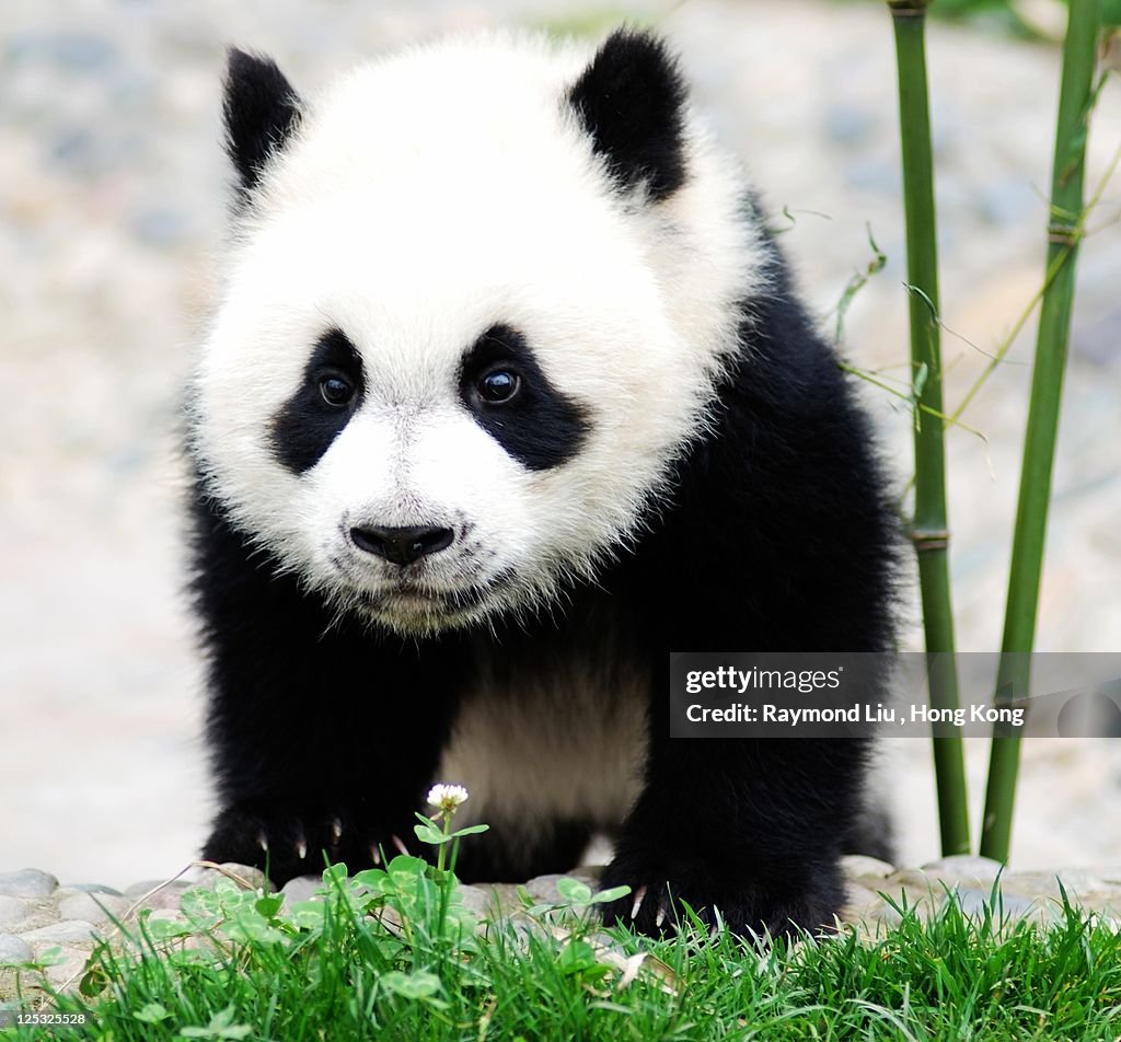 Baby panda bear, China