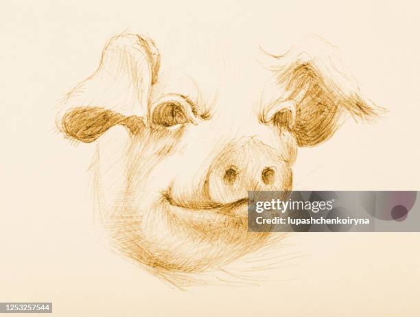illustration drawing pencil sepia muzzle piglet - piglet stock illustrations