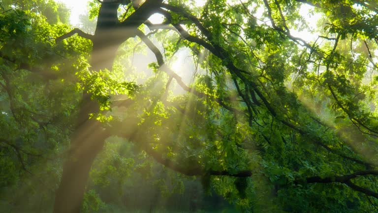 https://media.gettyimages.com/id/1253263447/video/beautiful-summer-morning-in-the-forest-sun-rays-break-through-the-foliage-of-magnificent.jpg?b=1&s=640x640&k=20&c=qeBOJC21wxBSSeobXUtoDDOwvUGTcph6T4CqVzWgxIY=