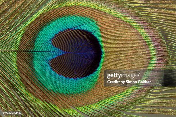 peacock feather close up photograph - intricacy fotografías e imágenes de stock