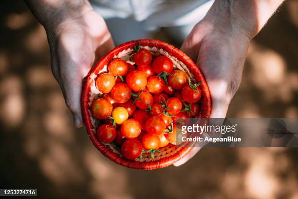 raccolta di pomodori ciliegini biologici - cherry tomato foto e immagini stock