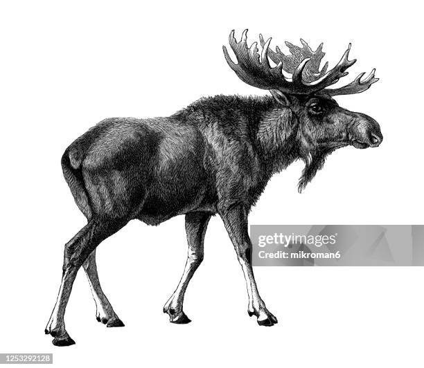 old engraved illustration of alces alces, a moose, elk - red deer animal stock pictures, royalty-free photos & images