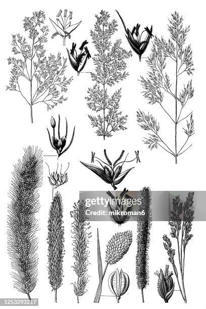 old engraved illustration of grasses and their allies - foxtail barley stock pictures, royalty-free photos & images