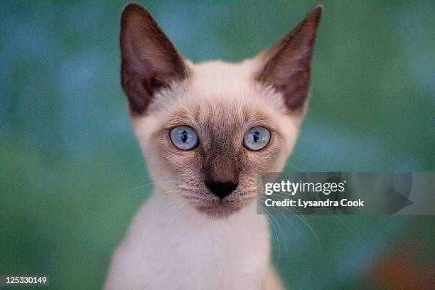 siamese kitten - siamese cat stock pictures, royalty-free photos & images