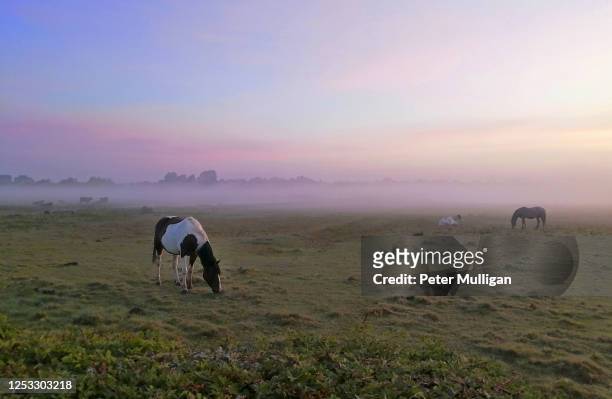 horses in dawn light - force field stock pictures, royalty-free photos & images