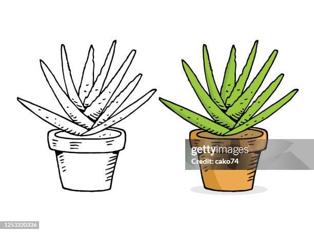 aloe vera hand drawn illustration - aloe vera stock illustrations