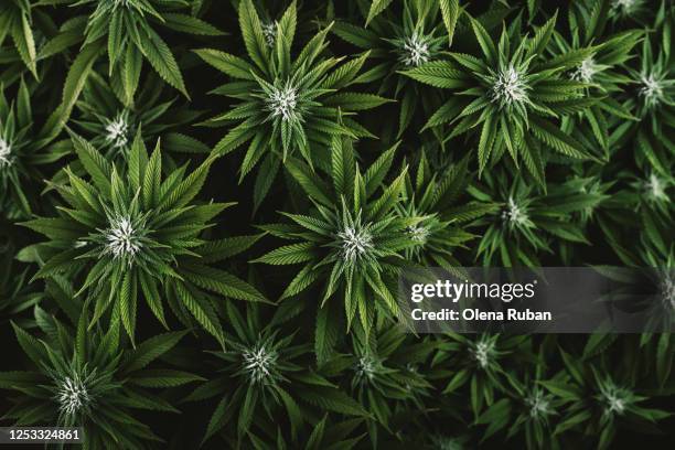 beautiful green leaves of marijuana close up - planta de cannabis fotografías e imágenes de stock