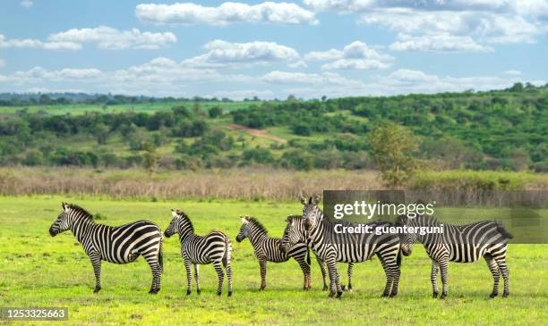 grupo de cebras en el parque nacional akagera, ruanda - akagera national park fotografías e imágenes de stock