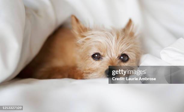 small dog in bed - pomeranian puppy stock pictures, royalty-free photos & images