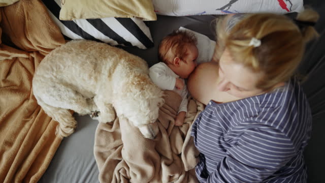 Woman Breastfeeding Animals Videos and HD Footage - Getty Images