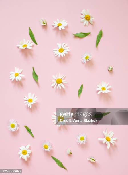 vertical picture. daisy chamomile white flowers over pink background, copy space for text - kamille stock-fotos und bilder