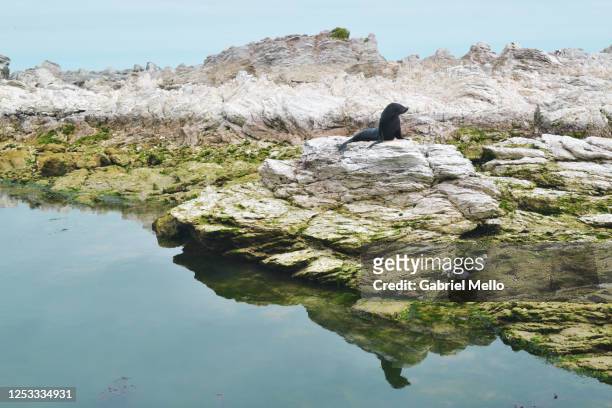 a sea lion drying in the rocks - kaikoura stock-fotos und bilder