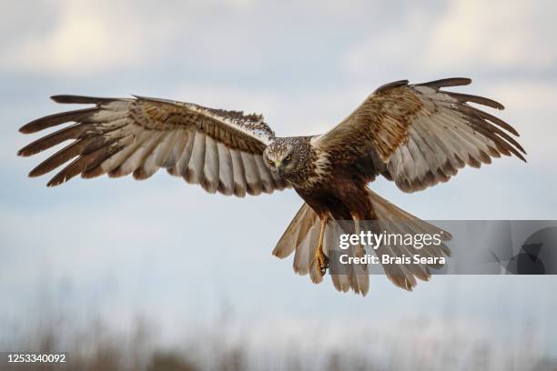 western marsh harrier (circus aeruginosus) male in flight - habichtartige stock-fotos und bilder