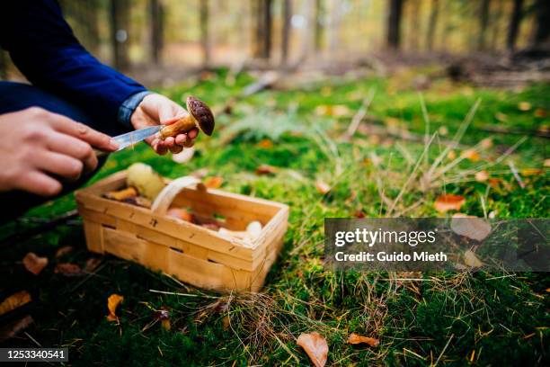 woman finding a big cape mushroom growing in a forest. - champignon stockfoto's en -beelden